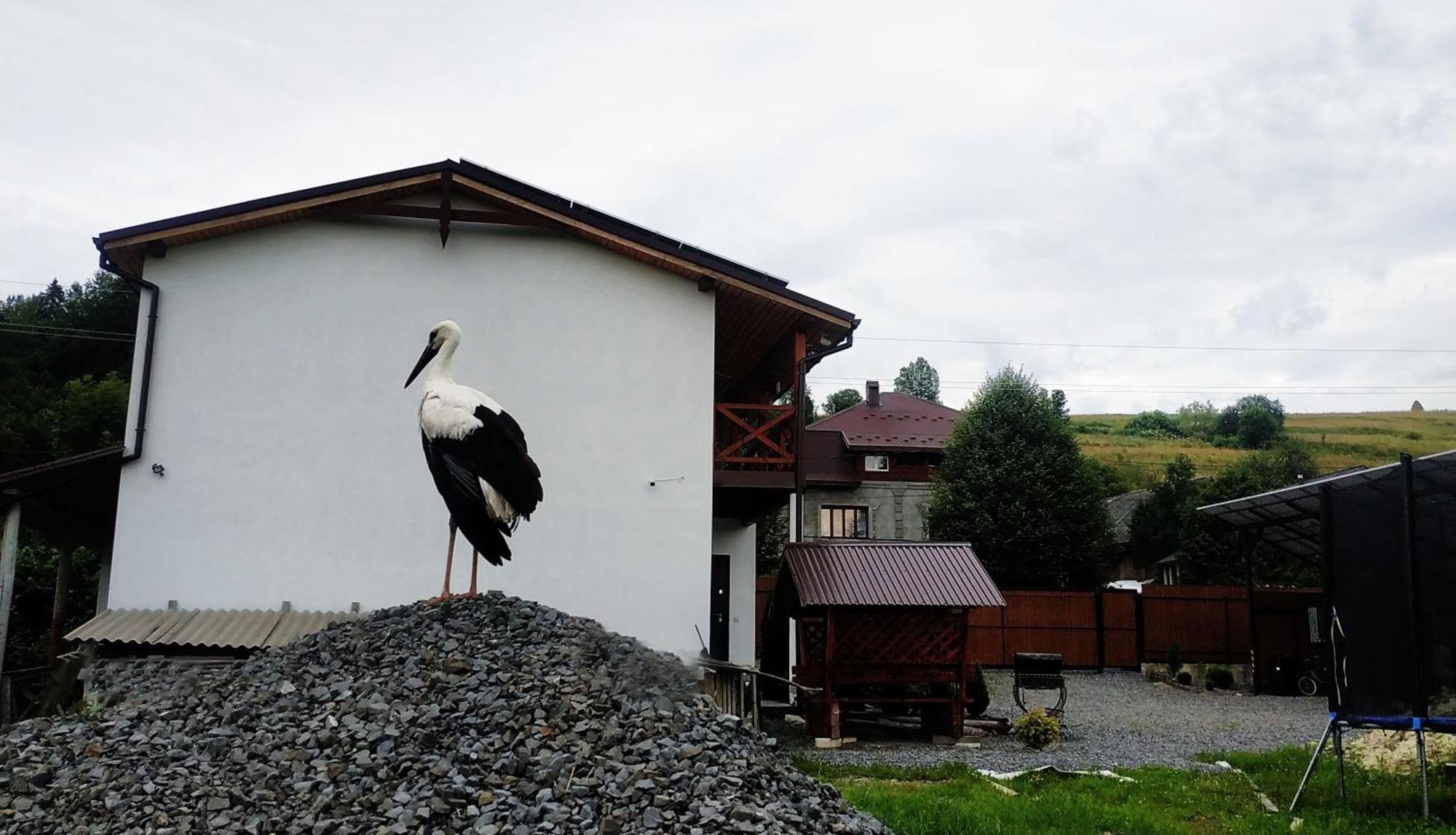 Nestg Guest House Pilipets Exterior foto